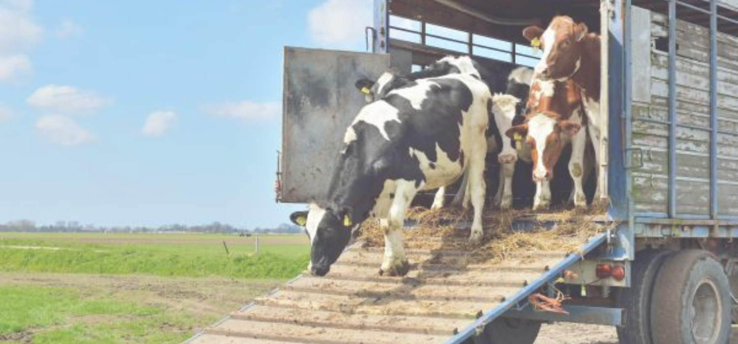 BIENESTAR ANIMAL EN EL TRANSPORTE DE ANIMALES VIVOS 