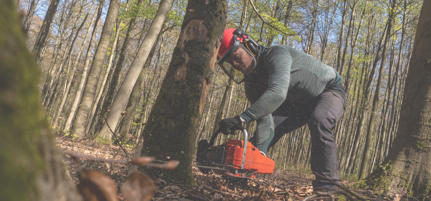 AUXILIAR EN TRABAJOS FORESTALES 